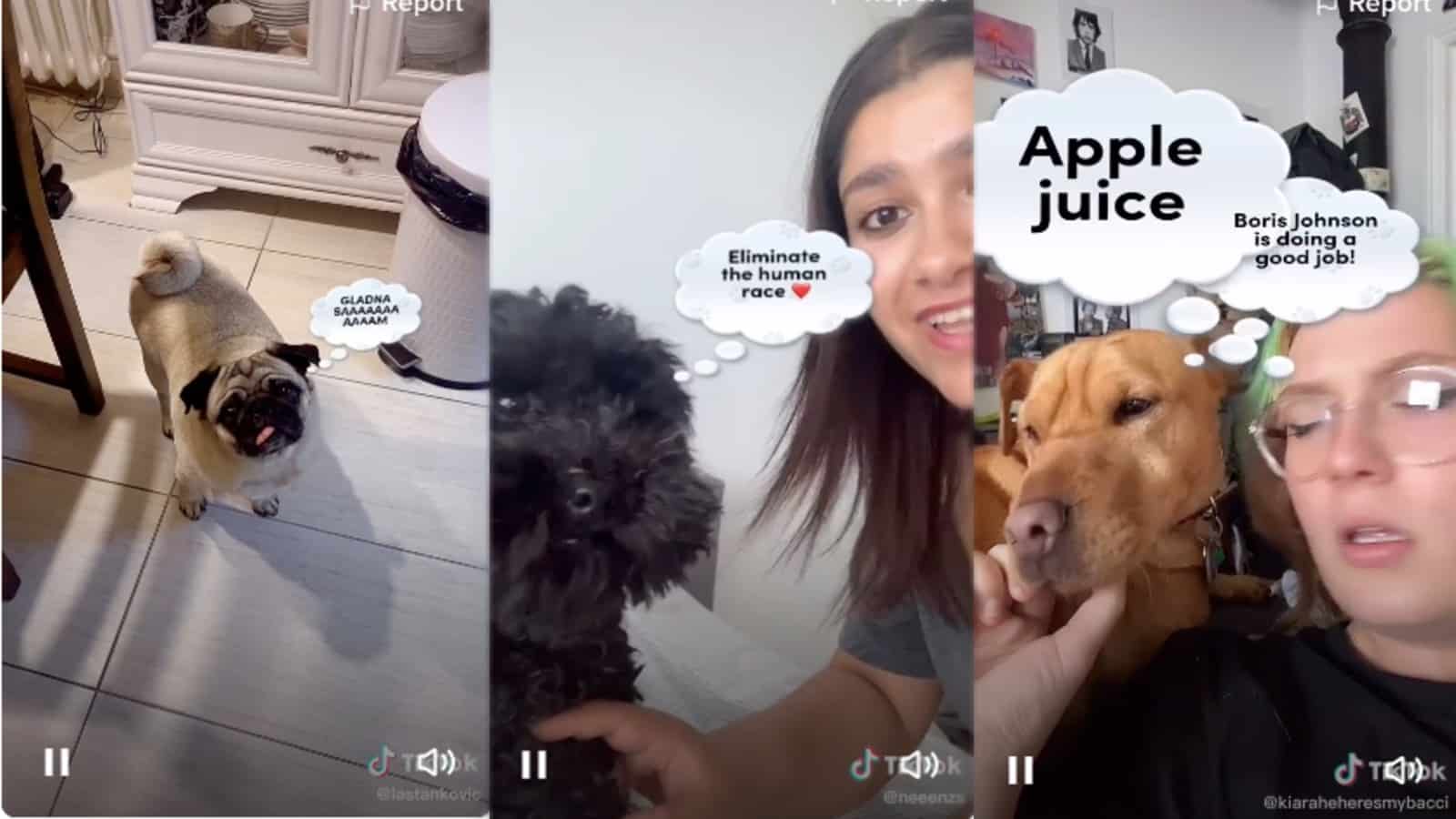 how to get pets off a website｜TikTok Search