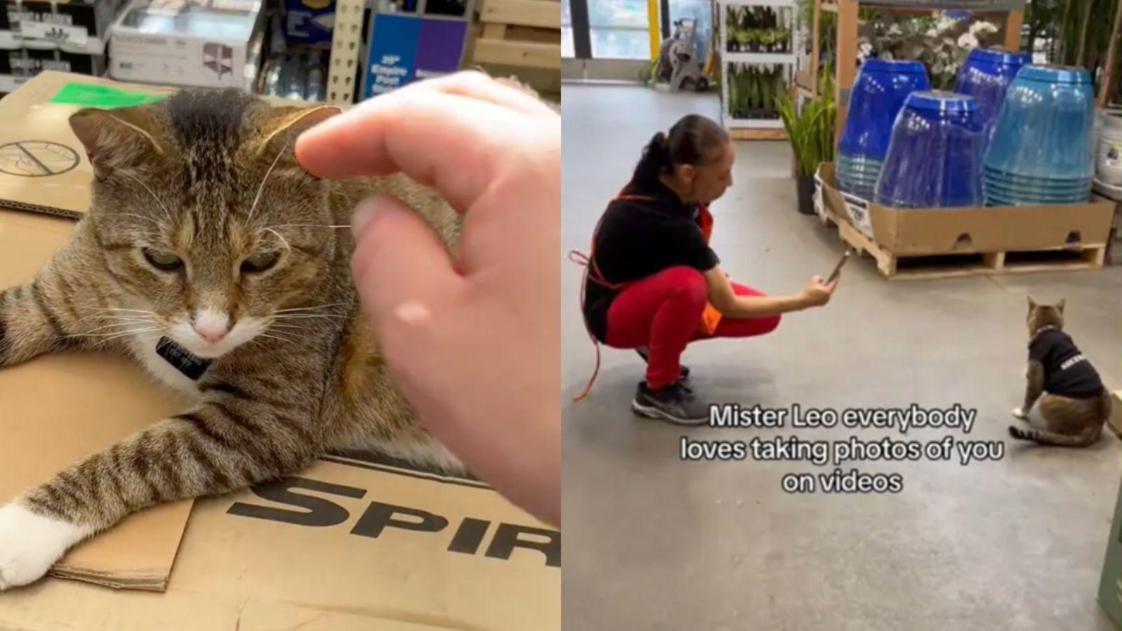 Leo the cat from TikTok lives at Home Depot in Burlington County