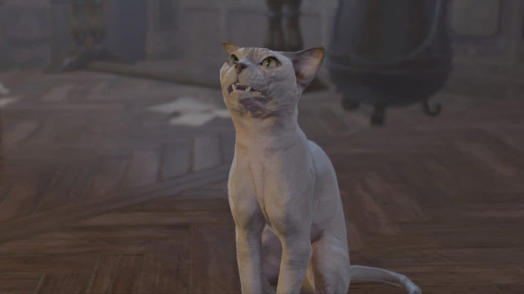 His Majesty the hairless cat in Baldur's Gate 3