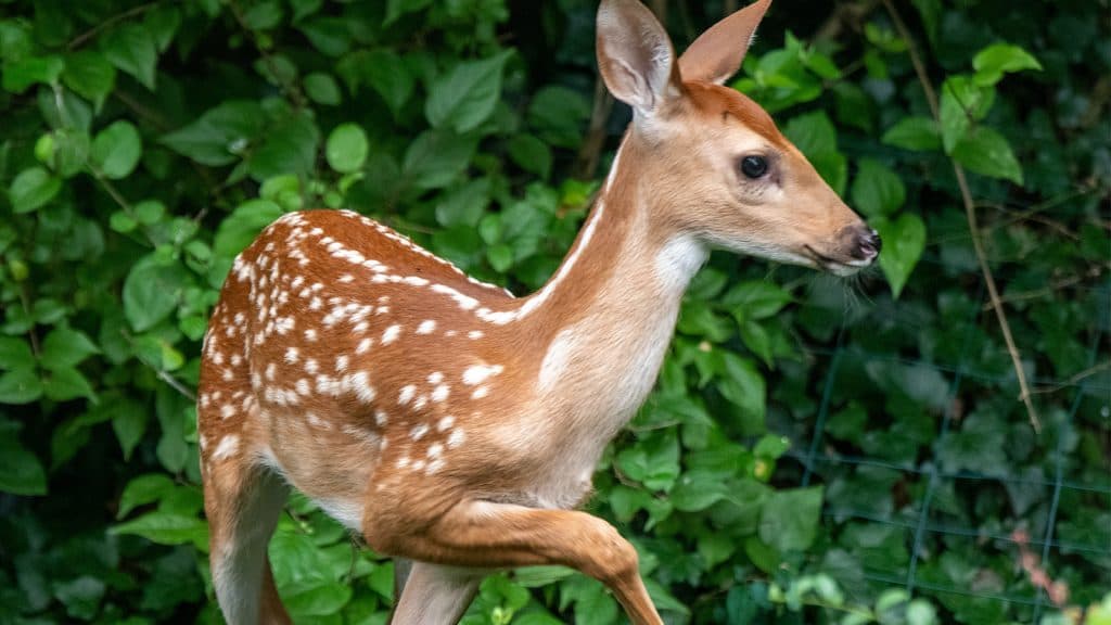 florida-man-arrested-hitting-deer-tiktok-1