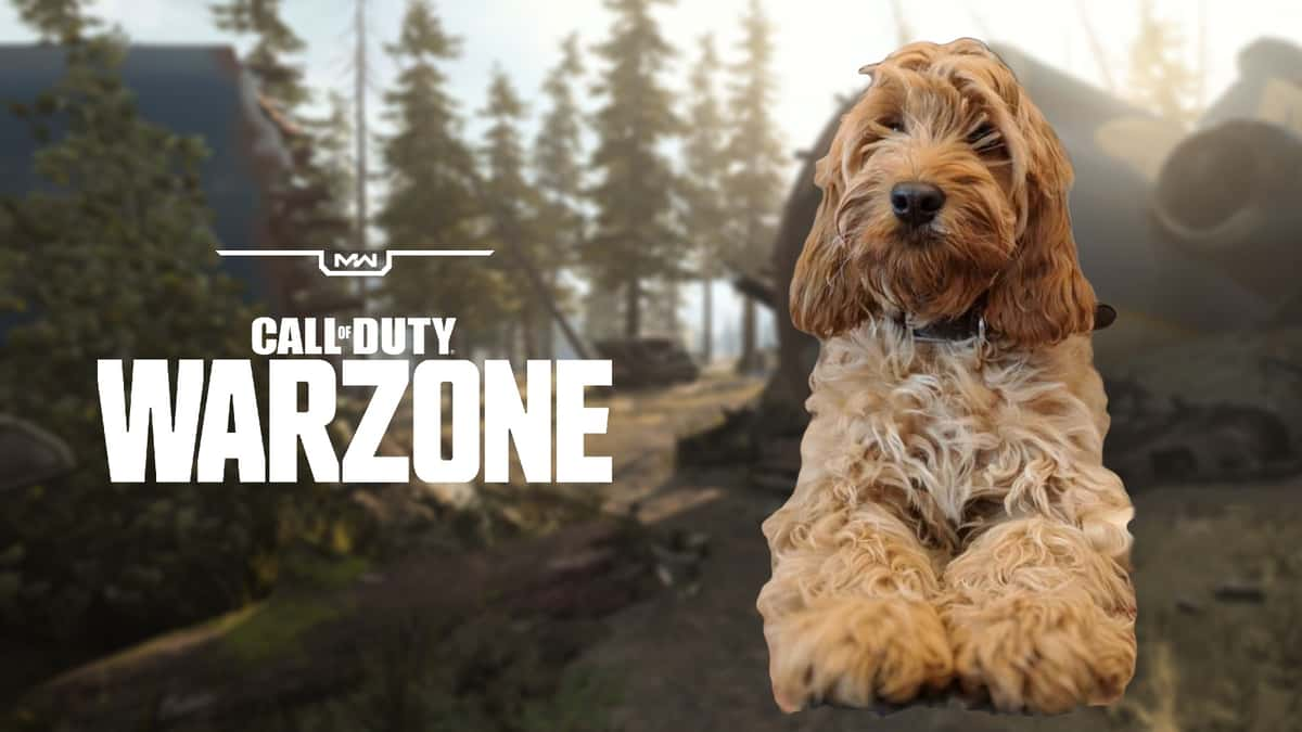 Warzone dog