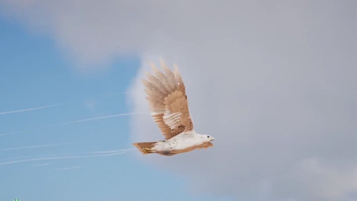 senu in assassin's creed origins