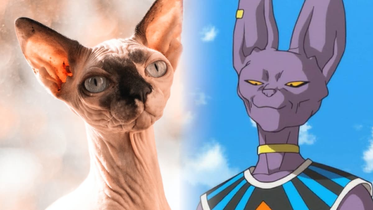 beerus cat cosplay dragon ball