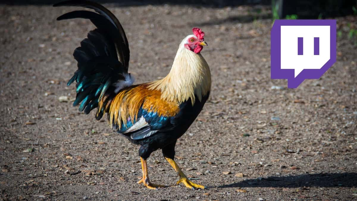 Twitch cockfighting streams shut down