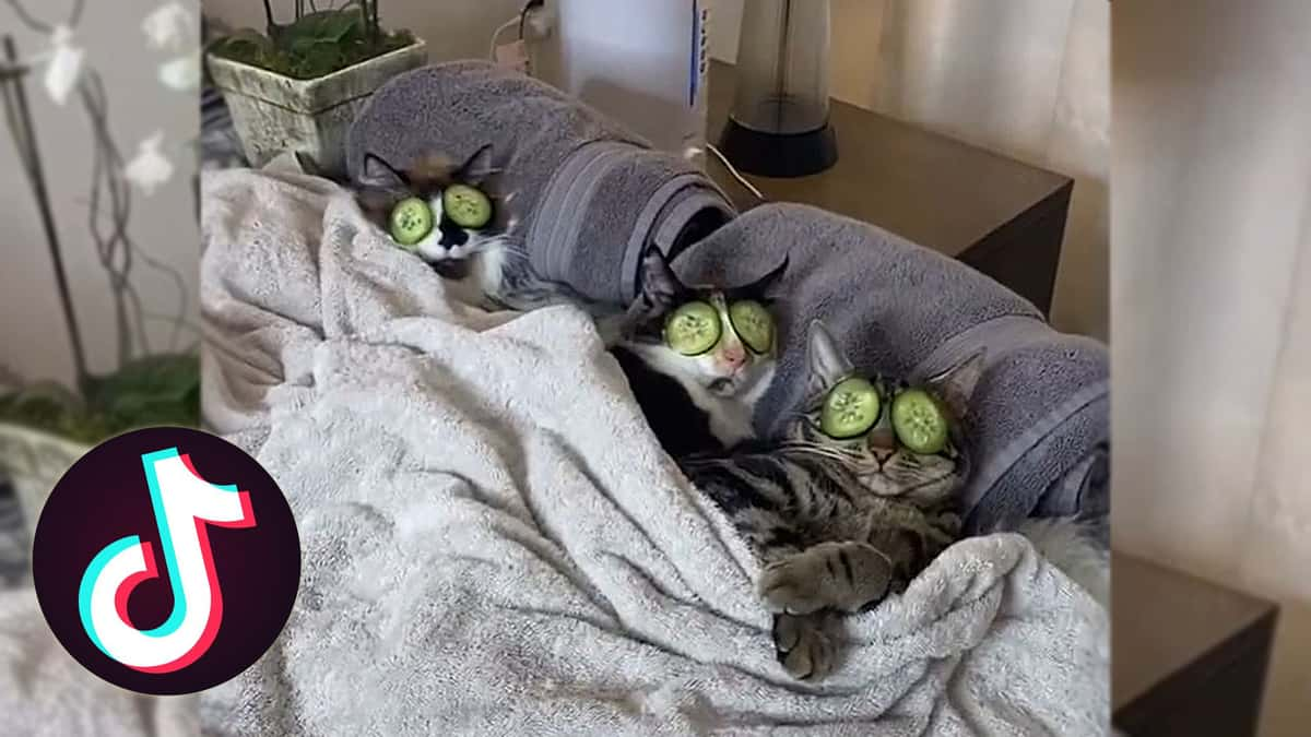 Dontstopmeowing go viral on TikTok for cat spa day videos