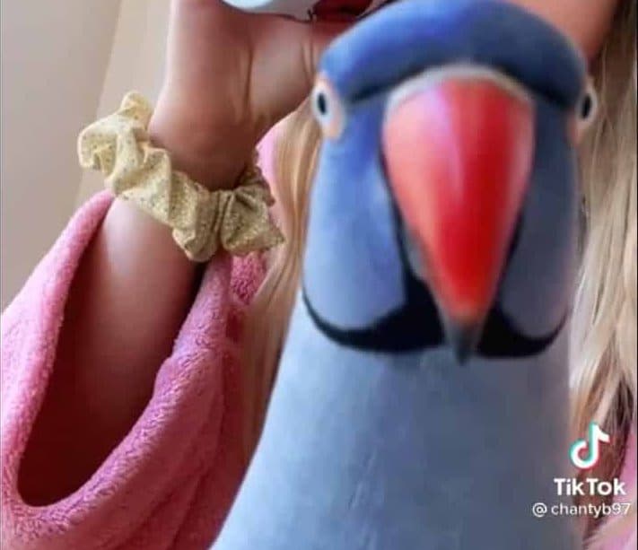 TikTok bird hamlet 