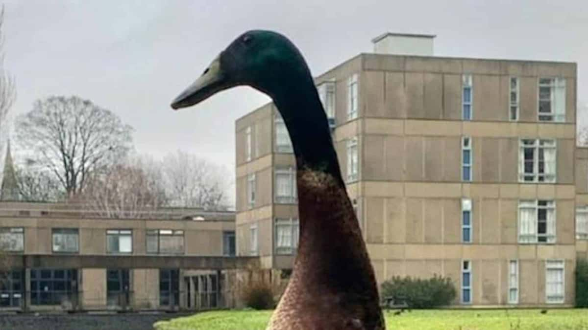 long boi worlds largest duck twitter trend