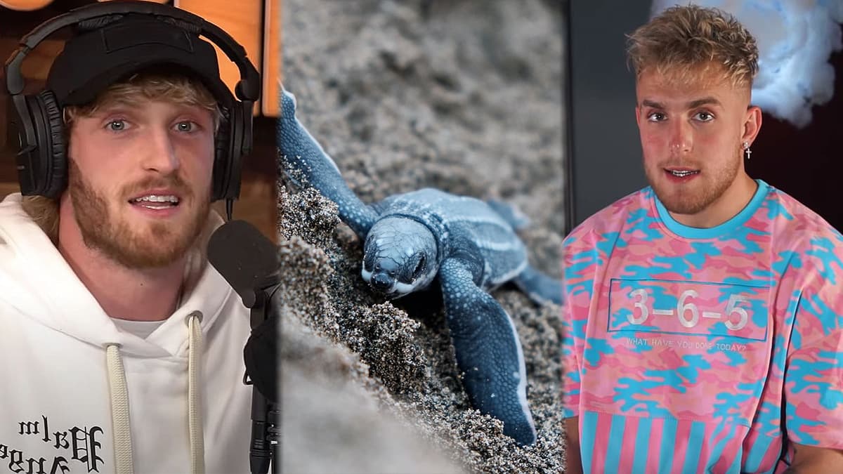 Jake Logan Paul under fire sea turtles