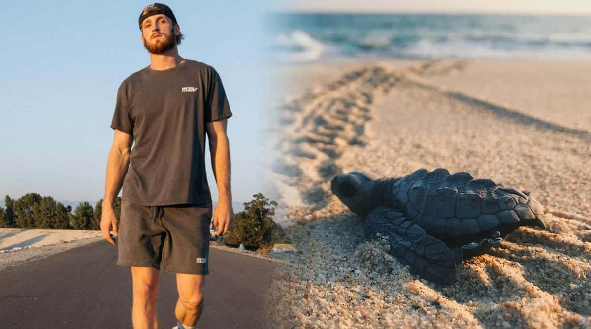 Logan Paul Sea Turtles