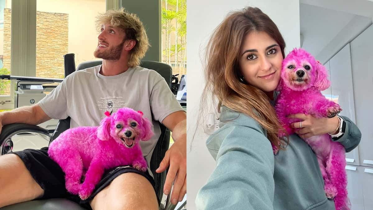 Logan Paul finds pink dog