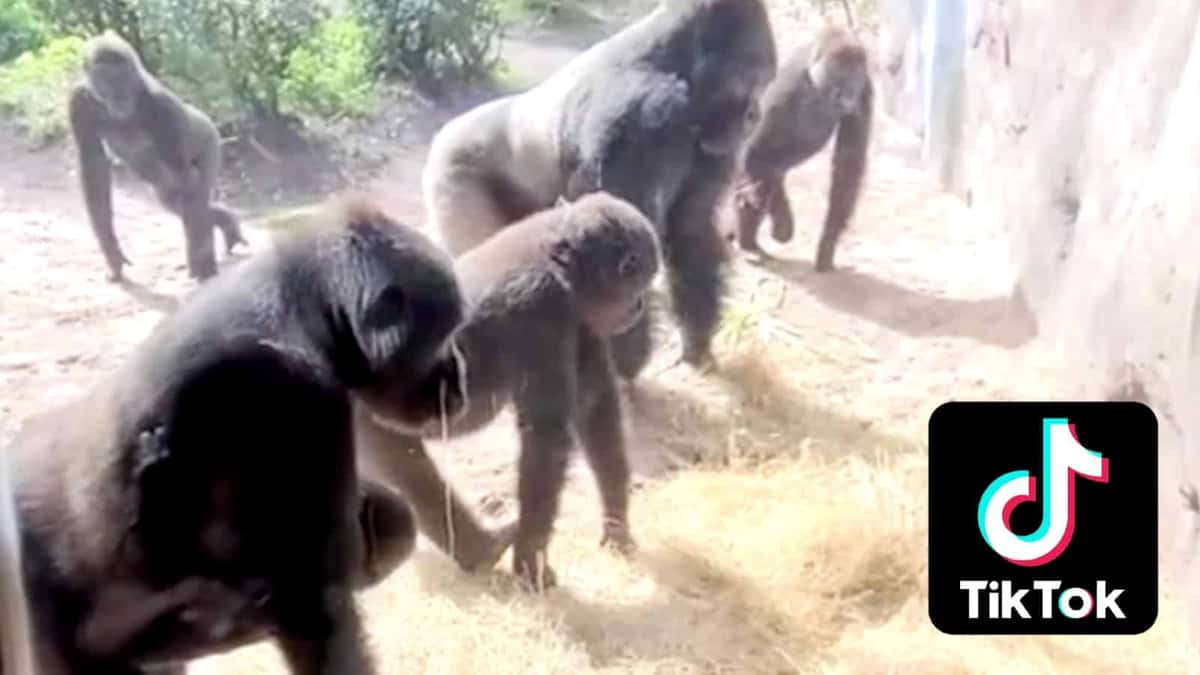 Gorillas next to the TikTok logo