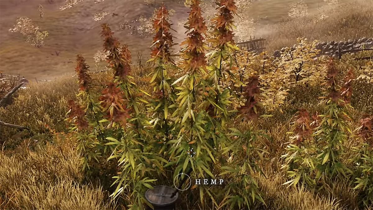 New World Hemp Plants