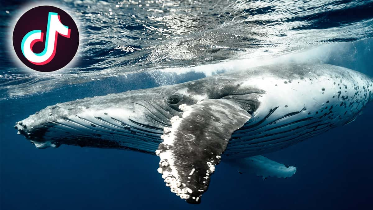 Whale swallows woman in viral tiktok