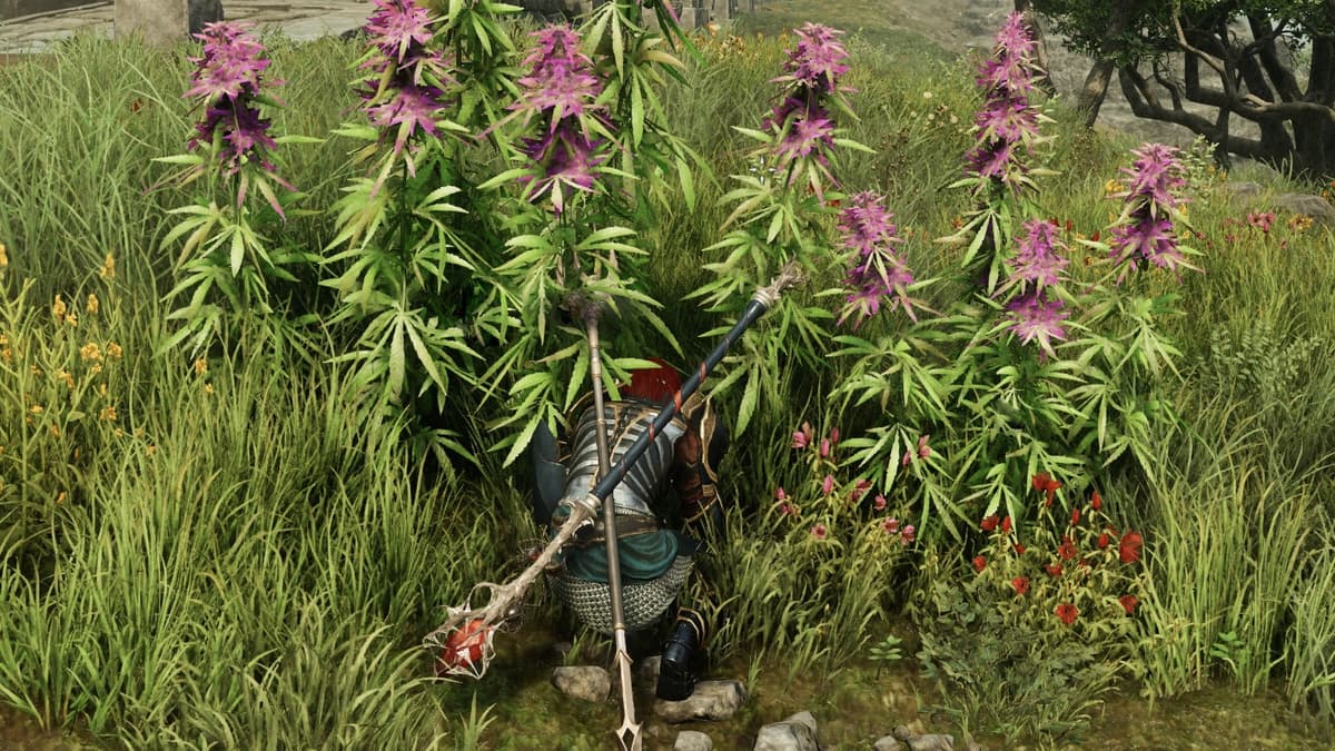 gathering hemp in new world