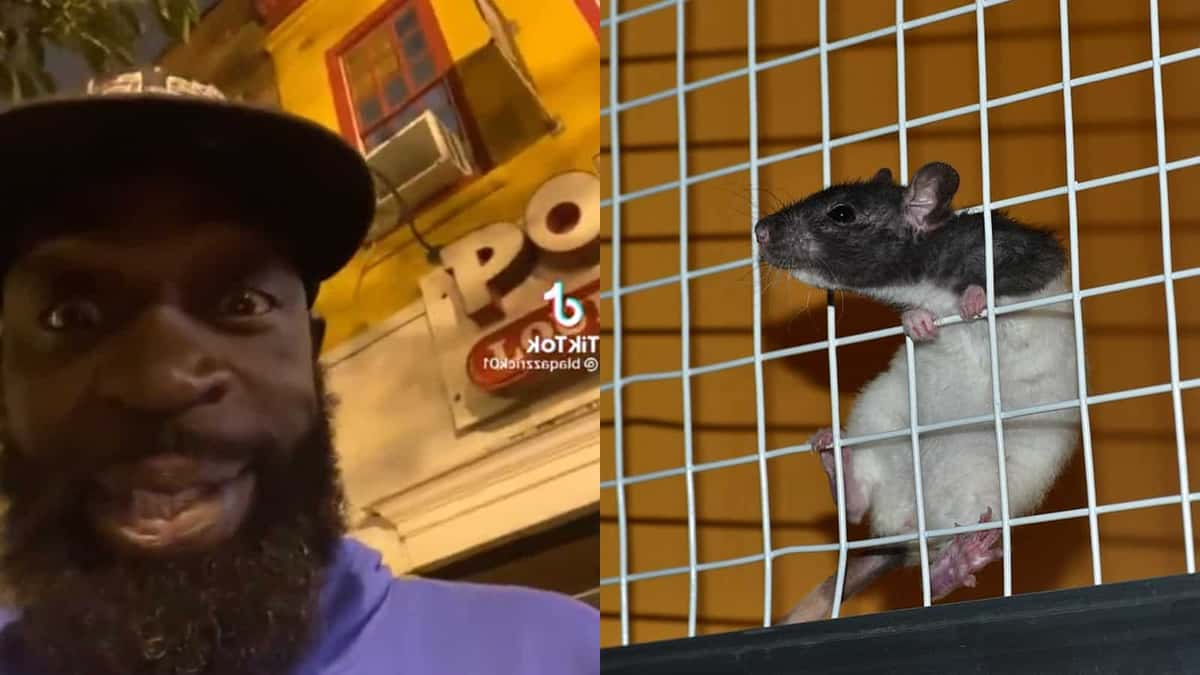 popeyes rats