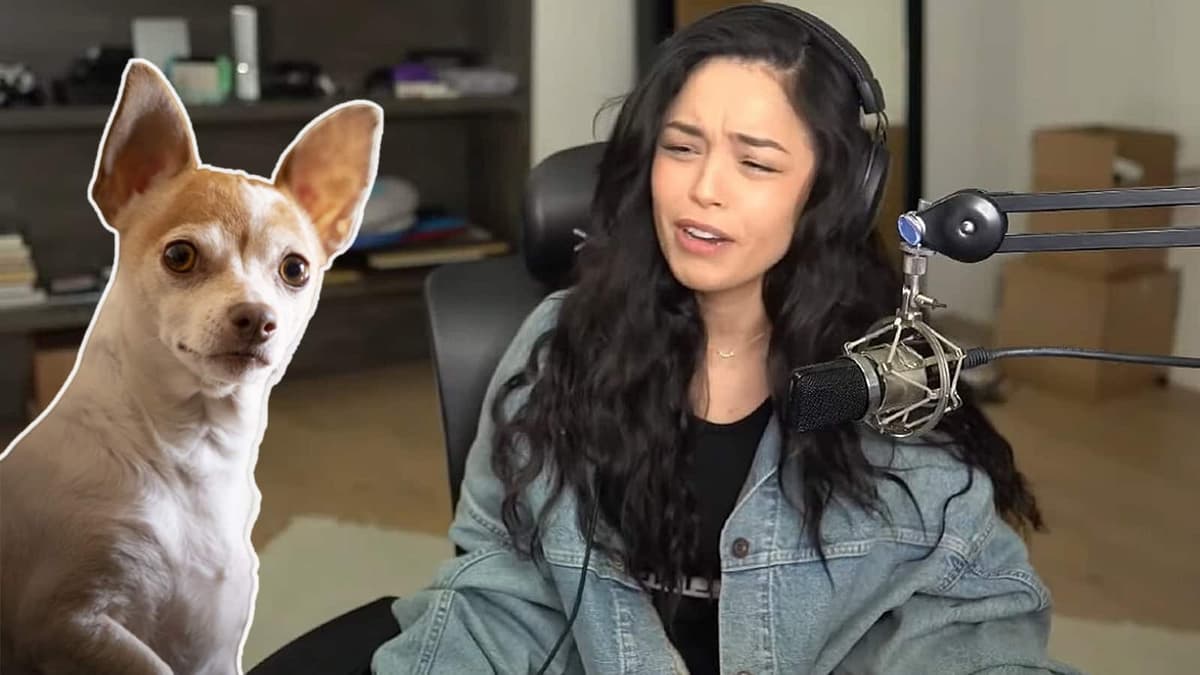 Valkyrae compared to chihuahua dog