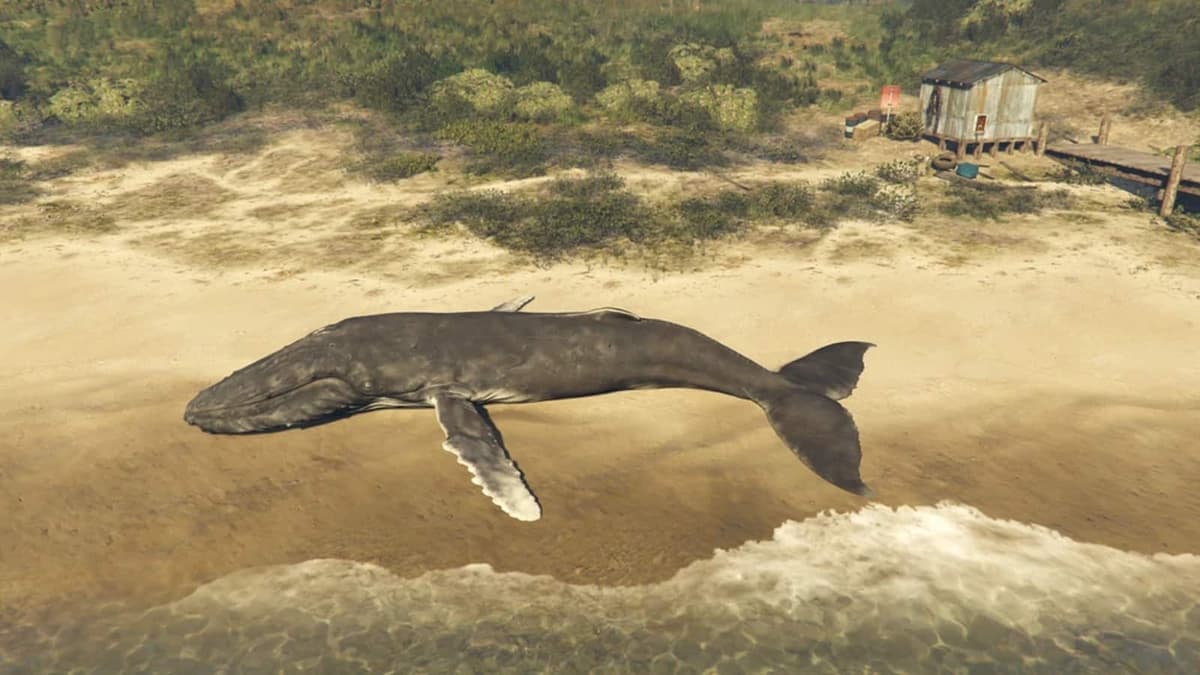 Whales GTA Online