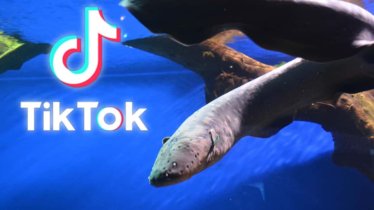 Eel Pit Guy TikTok who is he