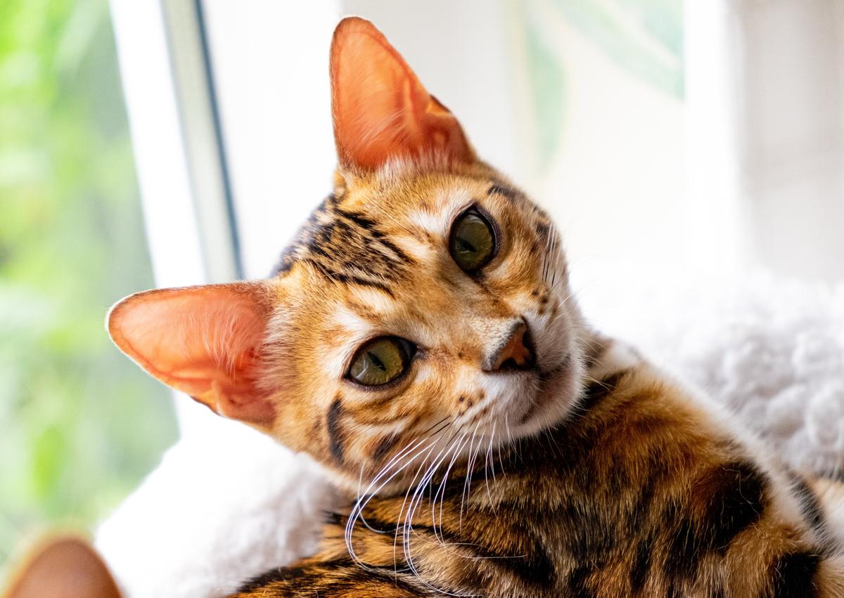 Bengal cat DJ goes viral