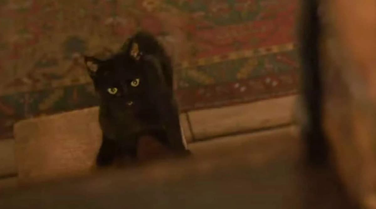 black cat hocus pocus 2