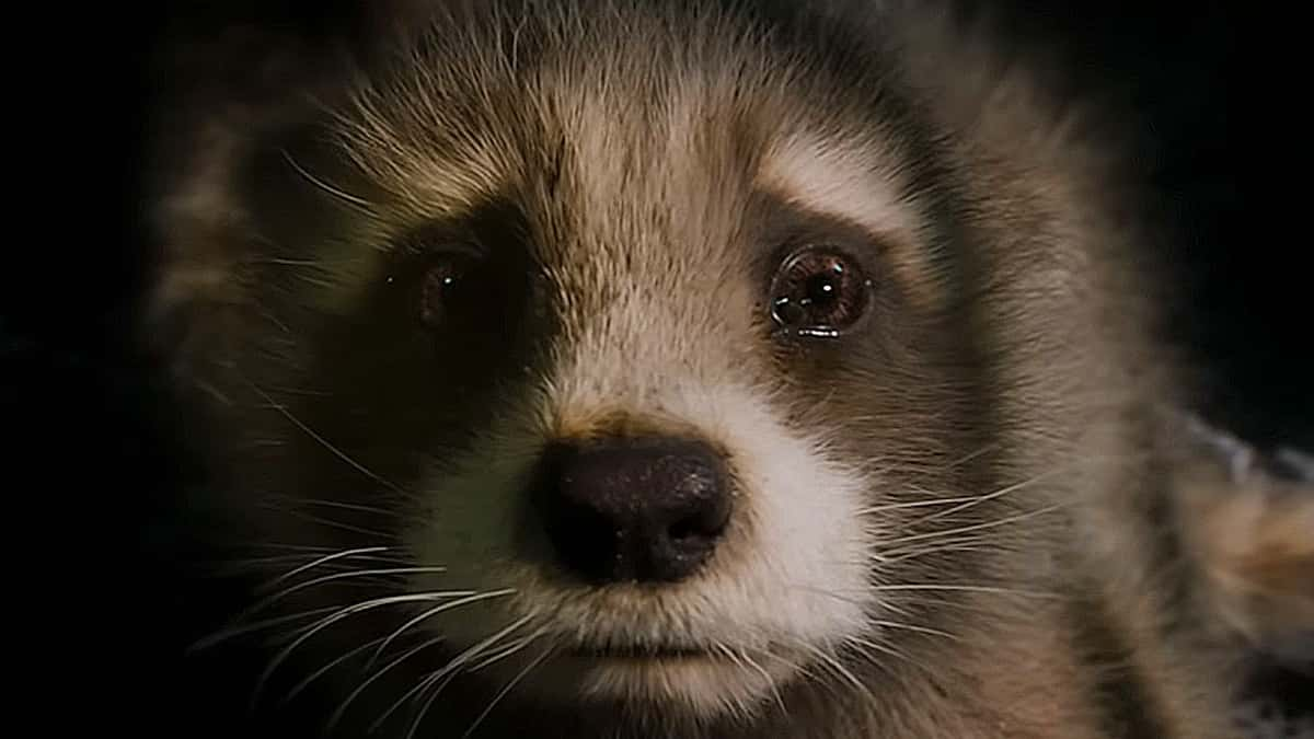 Baby Rocket Raccoon in Guardians of the Galaxy Vol. 3