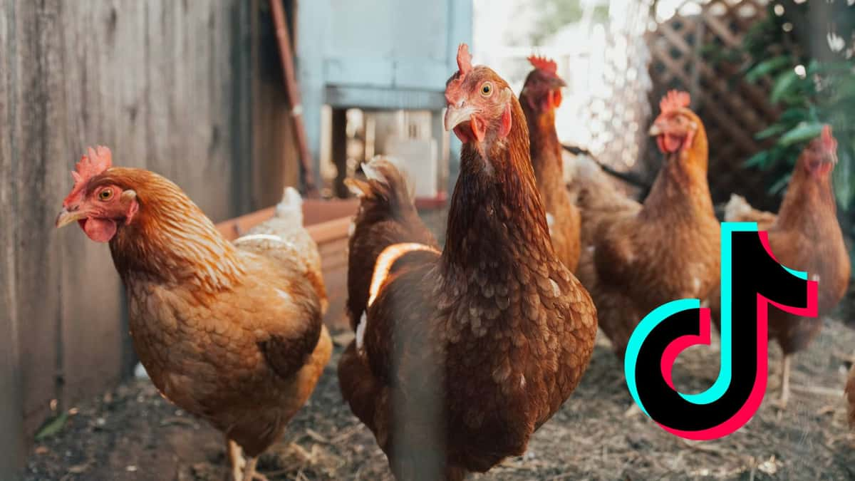 Five brown hens walking around pen