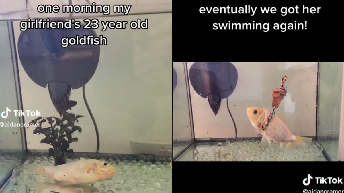 Screenshot of goldfish in swimming tank wearing lifejacket