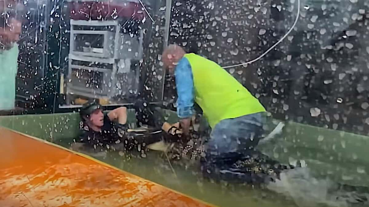 Man sitting on top of an alligator, holding it down while a handler tries to free herself from its bite.