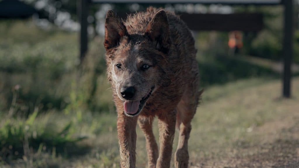 First-look photo of Pet Sematary: Bloodlines