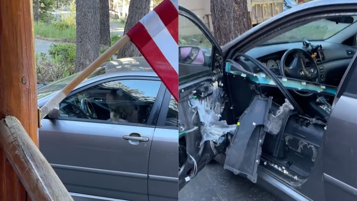 TikToker Finds Bear Trapped In Car