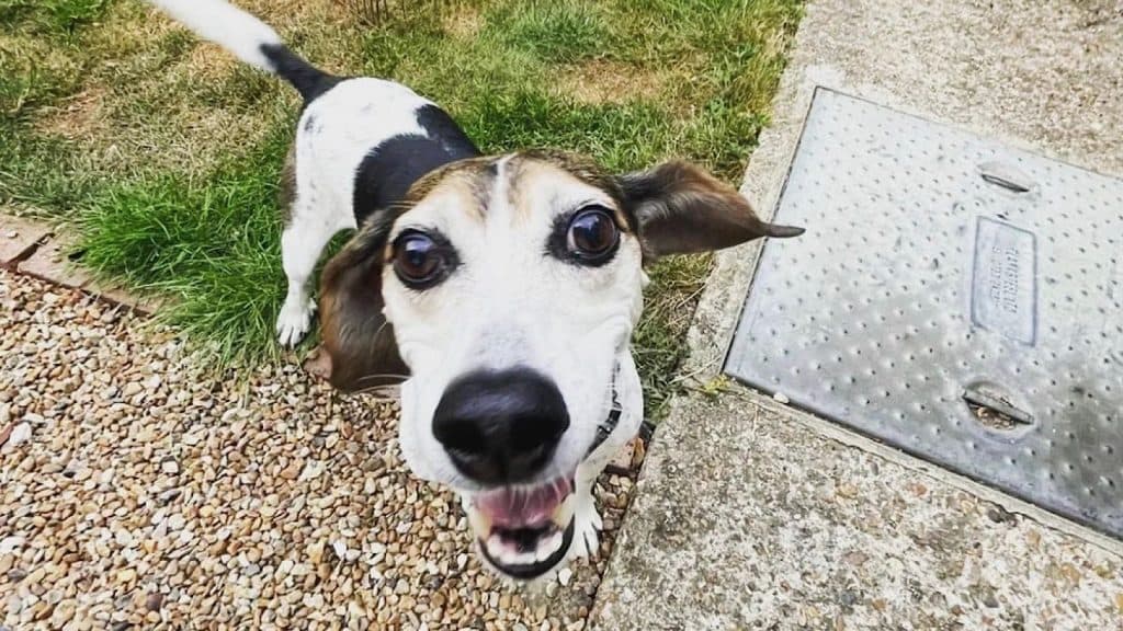 A Beagle named Bonnie escaped from her home just to return a third-place winner in a dog show.