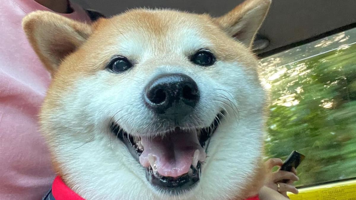 cheems-shiba-passes-away-viral-meme-dog