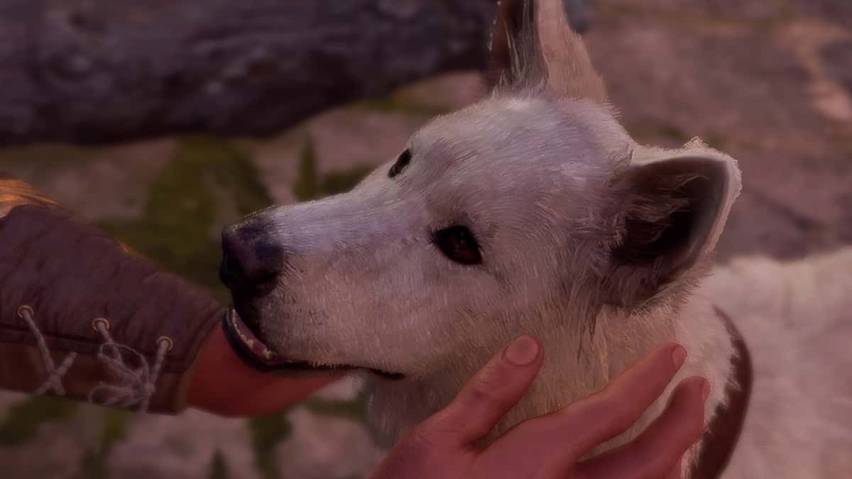 Close up of player petting Scratch in Baldur's Gate 3