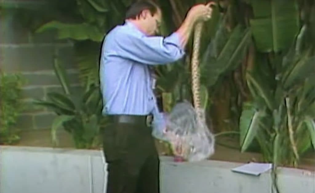 Still from the Synanon rattlesnake incident