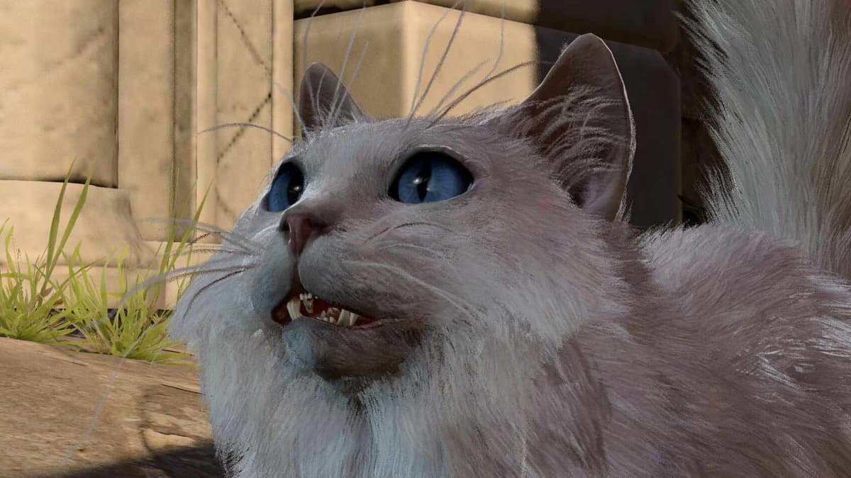 baldur's gate 3 cat