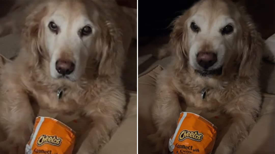 Golden Retriever refuses to give up Flamin’ Hot Cheetos & the internet ...