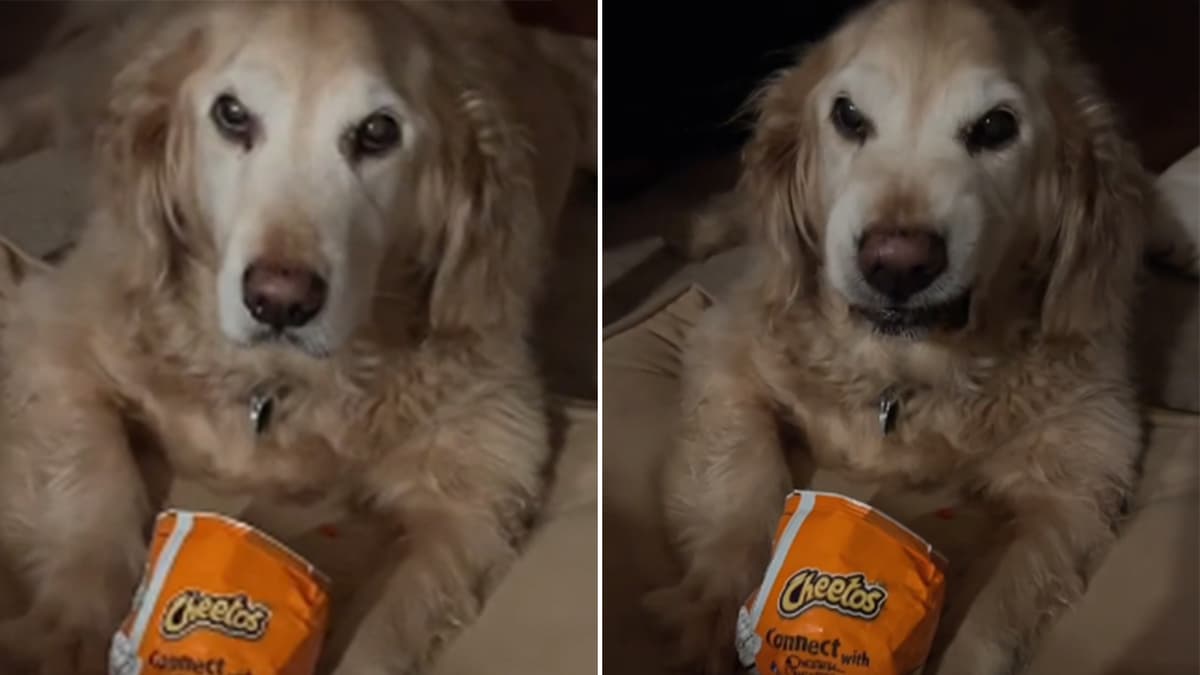 golden-retriever-wont-give-up-flamin-hot-cheetos