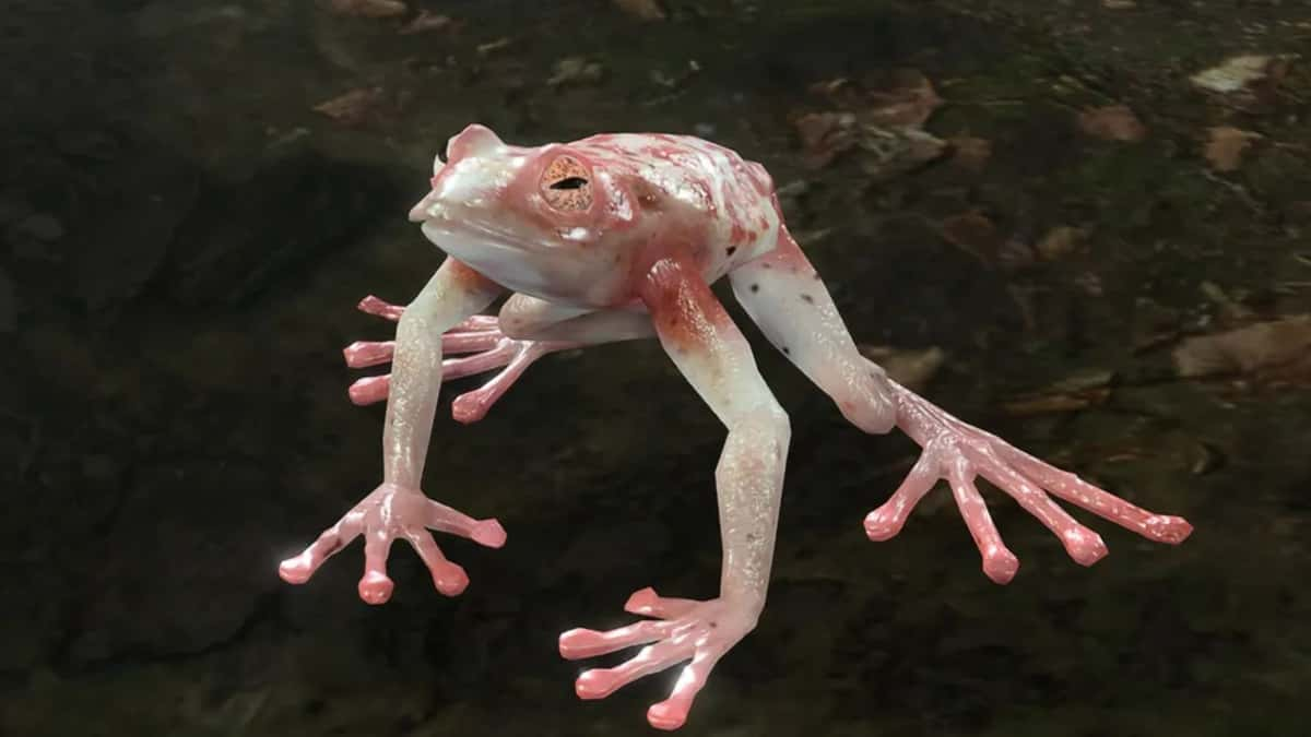 Baldur's Gate 3 frog