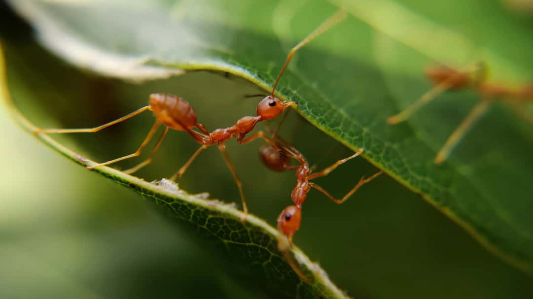 PC owner shocked after finding fire ants “eating” his computer - Dexerto