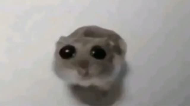 What is the sad hamster meme on TikTok? Viral video explained - Dexerto