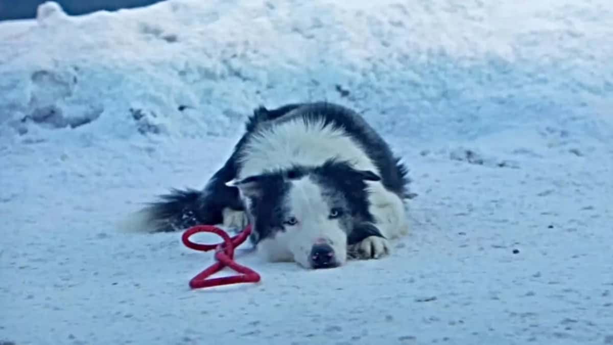 Messi the Dog in Anatomy of a Fall, laying on the snow