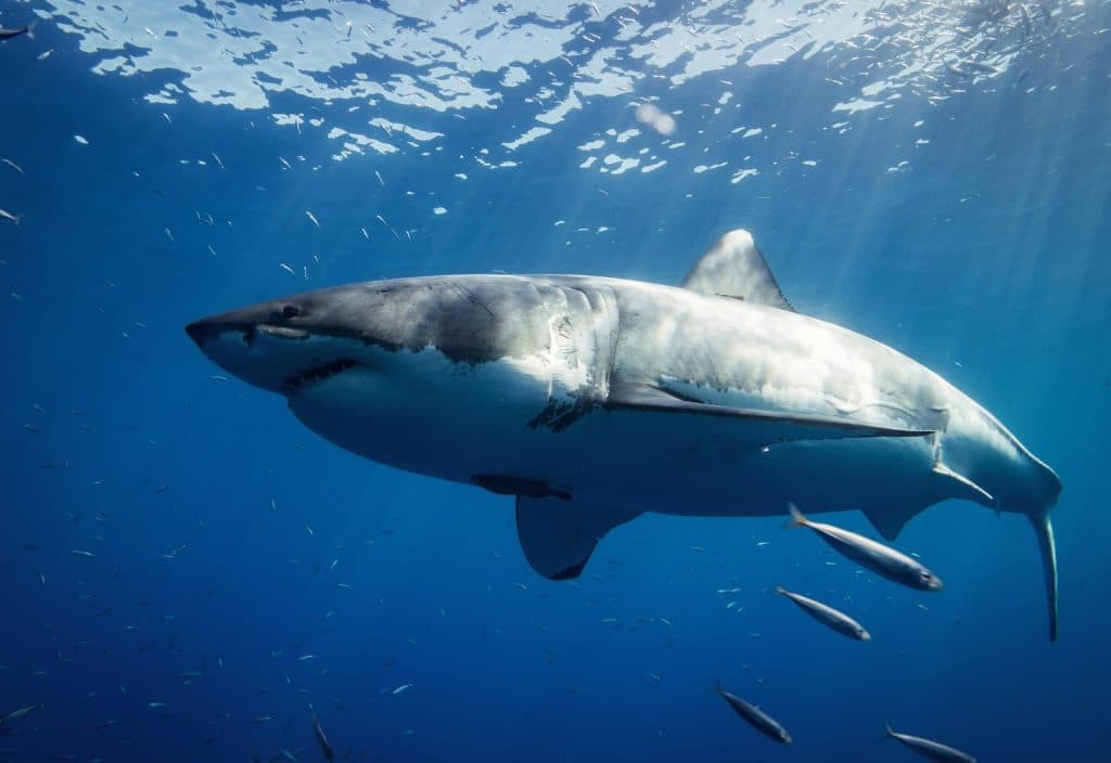 Stock image of a shark