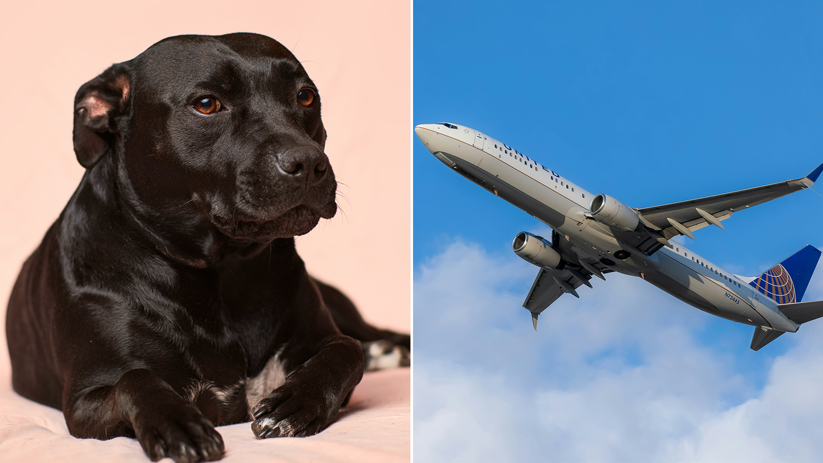 What Does Raw Dogging A Flight Mean Viral TikTok Travel Trend   United Airlines Flight Diverted Dog Poo 