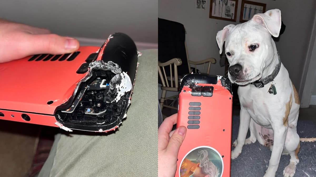 Steam Deck gets demolished by dog