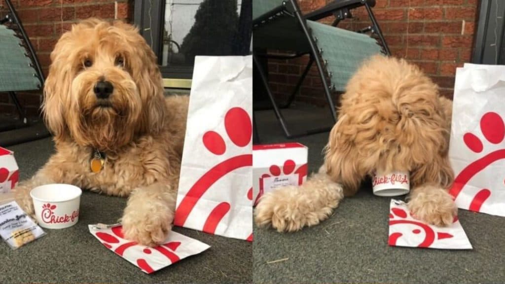 Chick-fil-A serve bags of dog treats.