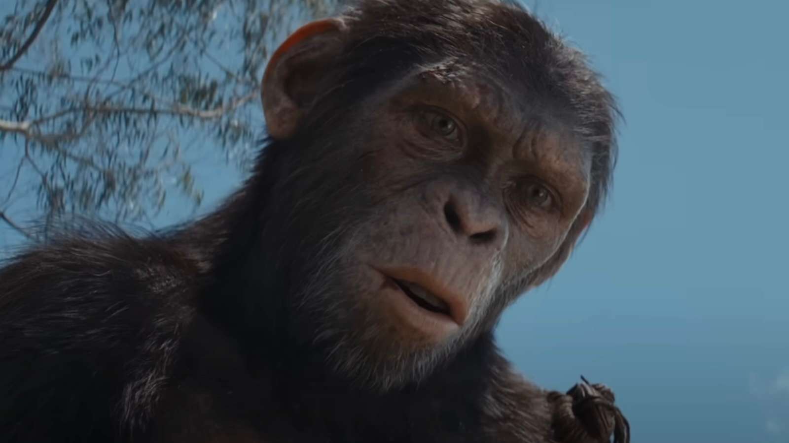 Kingdom of the Planet of the Apes stars explain why “ape school” was ...