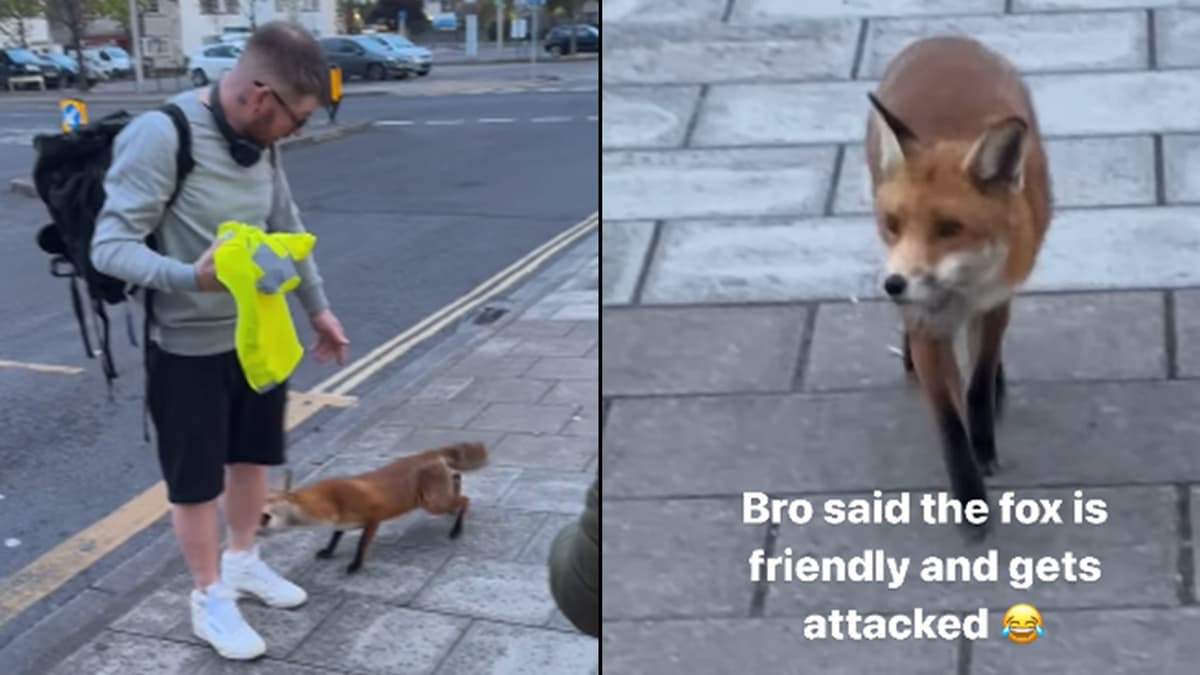 man-bitten-fox-viral-uk