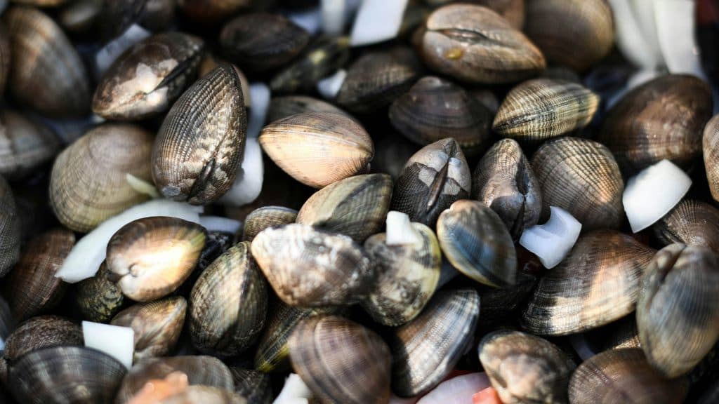 picture of clams