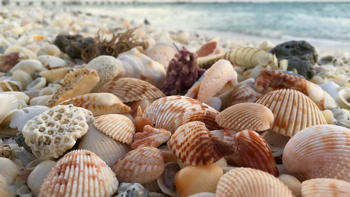 seashells