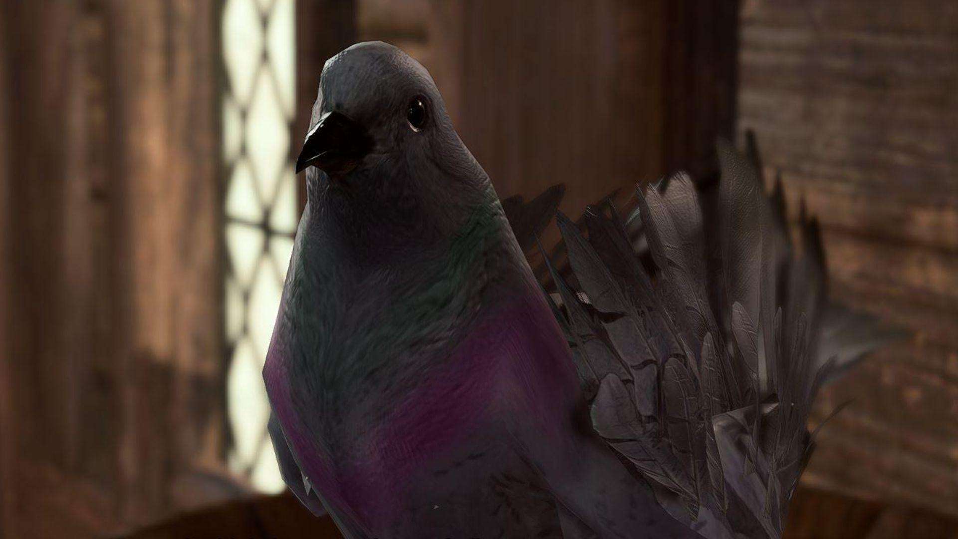 Baldur's Gate 3 commander pigeon